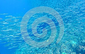 Sardines school carousel in blue ocean water. Massive fish school undersea photo.