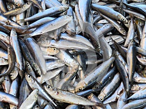 Sardines at the street market, Chania, Crete