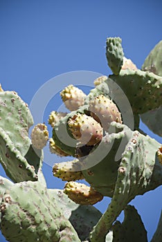 Sardinia. Cactus pear