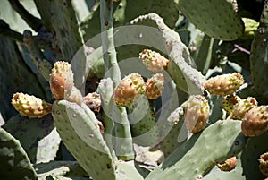 Sardinia. Cactus prickly