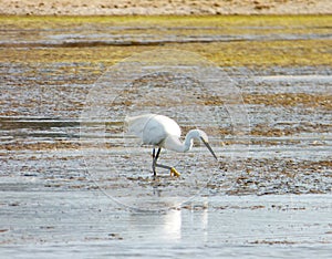 Italy, Sardinia, Carbonia Iglesias, Porto Pino, the pond behind the white sand dunes photo