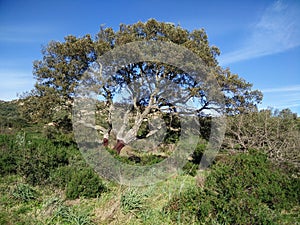 Sardinia. Natural environment. Mediterranean bush. Quercus suber. Spontaneous cork oak plant with skinned truncks