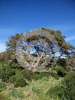 Sardinia. Natural environment. Mediterranean bush. Quercus suber. Spontaneous cork oak plant with skinned truncks