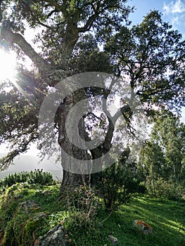 Sardinia. Natural environment. Mediterranean bush. Quercus suber. Spontaneous cork oak plant with sun rays between the branches