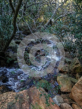 Sardinia. Natural environment. Nerium oleander. Oleander grove along the Rio Coxina, in the Villacidro mountains photo