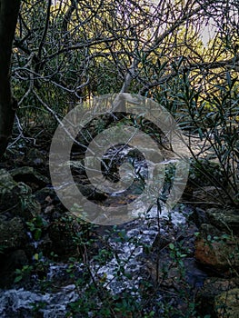 Sardinia. Natural environment. Nerium oleander. Oleander grove along the Rio Coxina, in the Villacidro mountains photo