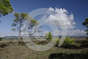 Sardinia. Natural environments. The woods of Aleppo pine in the bay of Porto Pino, in the Sulcis region