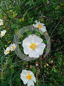 Sardinia. Nature. Plant of Cistus salviifolius.   Sage-leaved rock-rose, Salvia cistus, or Gallipoli rose photo
