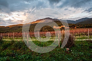 Sardinia. Nuxis. Ancient furriadroxiu of Tattinu. Vineyards of precius Carignano grapes during the autumn rest