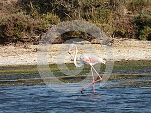 Italy, Sardinia, the pond of Porto Pino, flamingos photo
