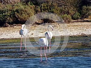 Italy, Sardinia, the pond of Porto Pino, flamingos photo