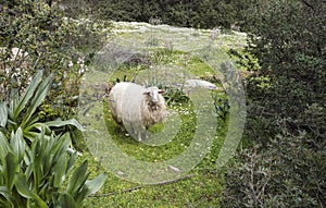 Sardinia sheep in the flowering field