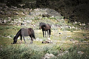 Sardinia. Wild horses