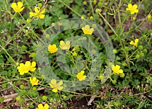 Sardinian buttercup (Ranunculus sardous) grows in nature