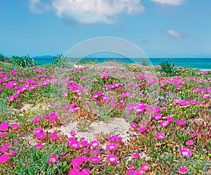 Sardinian flowers