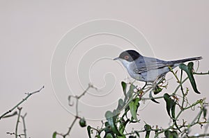 Sardinian Warbler photo
