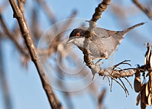The Sardinian Warbler photo