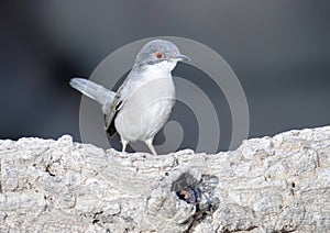 Sardinian warbler