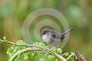 Sardinian warbler Sylvia melanocephala