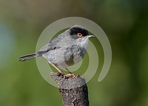 Sardinian Warbler