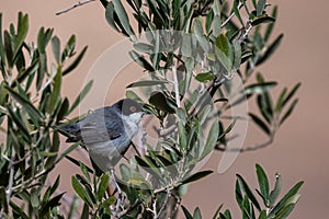 Sardinian warbler Curruca melanocephala, Jordan