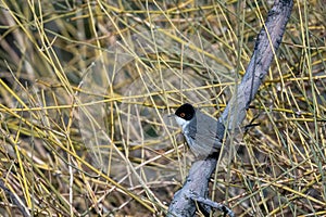 Sardinian warbler Curruca melanocephala, Jordan