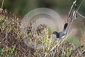 Sardinian warbler, Curruca melanocephala, Morocco