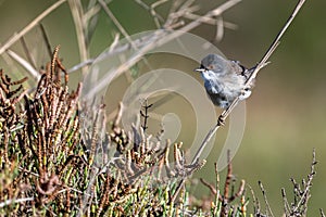 Sardinian warbler, Curruca melanocephala, Morocco