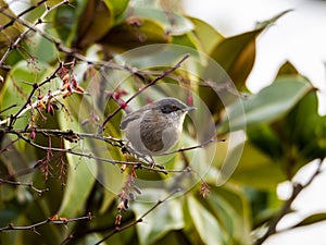 Sardinian warbler (Sylvia melanocephala) perched on a branch with blurred background