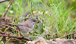 Sardinian Warbler in dense vegetation