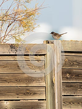 Sardinian Warbler on a fence