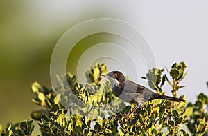 Sardinian Warbler on Shrubbery