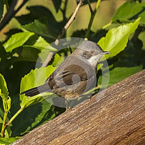 Sardinian Warbler Sylvia melanocephala Costa Ballena Cadiz