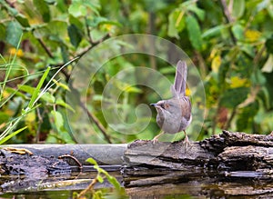 Sardinian Warbler at waterhole