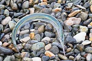 Sargan fish on a pebble beach. Black Sea