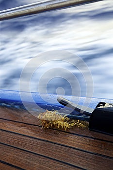 Sargassum on boat deck