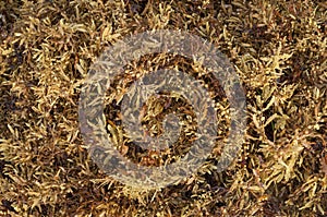 Sargassum fluitans algae