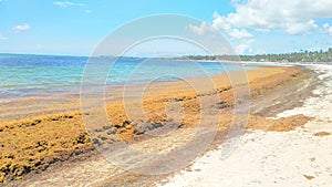 Sargassum invade Caribbean beaches -Bavaro Punta Cana Dominican Republic-