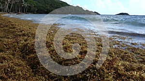 Sargassum seaweed on a beach in the windward islands