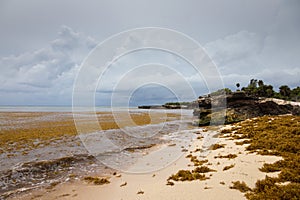 Caribbean beach full of sargassum seaweeds photo