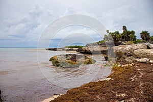 Caribbean beach full of sargassum seaweeds photo