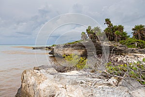 Caribbean beach full of sargassum seaweeds photo