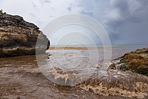 Caribbean beach full of sargassum seaweeds photo