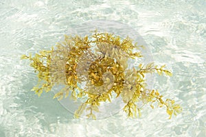 Sargassum seaweed floating in shallow sea photo