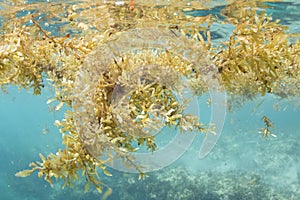 Sargassum seaweed floating underwater