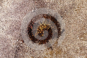 Sargassum seaweed washed up in large quantities on the beaches