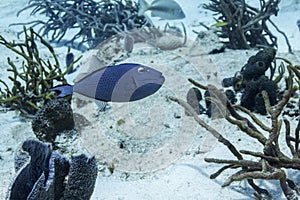 Sargassum Triggerfish