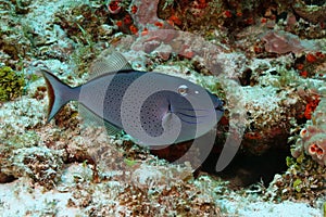 Sargassum Triggerfish - Cozumel photo