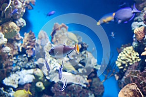 Sargassum Triggerfish swimming