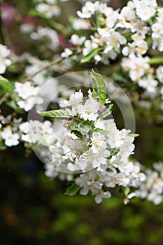 Sargent crabapple Malus sargentii white flowers in the sun